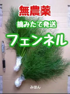 無農薬 フェンネルハーブ 香味・薬味野菜　 15〜20センチ10本 無農薬 フェンネルハーブ 香味・薬味野菜 15〜20センチ5本使い切り