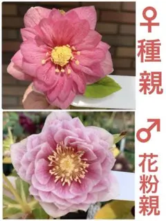 194☘️2年間管理株☘️⭐️超小輪⭐️デュメ交配⭐️大木ナーセリー