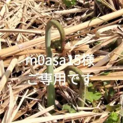 m0asa15様ご専用です。わらび500g（草木灰同梱）×10個　収穫発送日未定