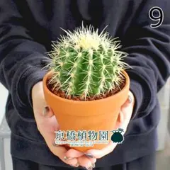 2025年最新】金鯱_の人気アイテム - メルカリ