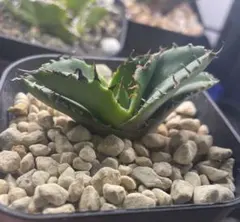 2025年最新】白犀の人気アイテム - メルカリ