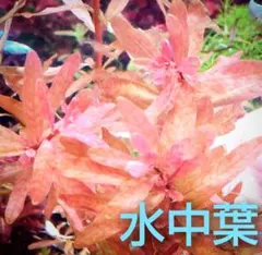 ルドウィジア・インクリナータキューバ斑入り【水上葉】☘️1本