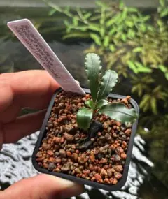Bucephalandra sp.
