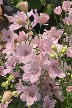 おはゆう様 リクエスト 3点 まとめ商品