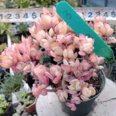 らら☆プロフ必読願います(*´꒳`*)様 リクエスト 4点 まとめ商品