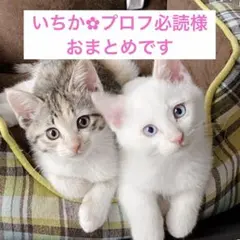 いちか‪✿‬プロフ必読様 リクエスト 3点 まとめ商品