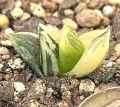 あめたん【プロフご一読ください】様 リクエスト 2点 まとめ商品