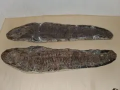 2026年最新】化石 魚 ブラジルの人気アイテム - メルカリ