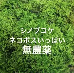 天然シノブコケ　ネコポスいっぱい　約297mm×約210mm 盆栽のサムネイル