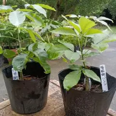 熱帯果樹 レンブ（アイランドルビー、黒真珠）さし木2株、ブラック