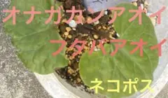 フタバアオイ・オナガカンアオイ　各１株のサムネイル