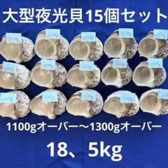 夜光貝 ヤコウ貝 まとめ売り 16個 15、5kg アクセサリー ルアー - メルカリ