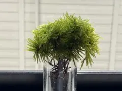 高圧蒸気滅菌済み沖縄県産無農薬モモタマナ お徳用！小サイズ50枚
