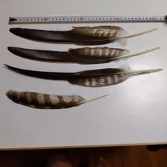 2025年最新】鳶の羽の人気アイテム - メルカリ