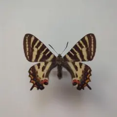 2025年最新】ギフチョウ標本の人気アイテム - メルカリ