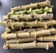 2025年最新】挿し穂の人気アイテム - メルカリ