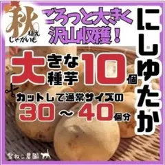 No.10 長崎県産 種芋 にしゆたか 箱込み5キロ☆ - メルカリ