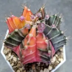 ◇◇　サボテン　ギムノカリキウム　緋牡丹錦　◇◇　抜き苗のサムネイル
