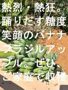 160㎝開花視野◇幻の、ゴールデンブラジル.バナナ苗◇南米トップ高糖度