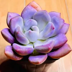 2025年最新】多肉 オパリナの人気アイテム - メルカリ