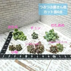 ピナピナ様 リクエスト 2点 まとめ商品