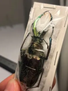 シンジュアシナガコガネ Hoplia coerulea 10匹 GPS - メルカリ