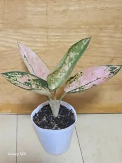 サザナミインコ 様 1点 アグラオネマ ピンク プレステージ 観葉植物