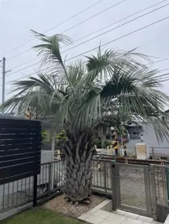 シナモン様専用