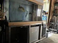 活魚水槽　アクリル水槽のサムネイル