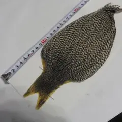 フライ　マテリアル　ハックル等　ノーブランド 2025年最新】フライマテリアル ハックルの人気アイテム - メルカリ