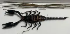 【超特大個体！】全長約23cmの超特大サソリ 標本 カワリハカリサソリ 超特大個体！】全長約23cmの超特大サソリ 標本 カワリハカリサソリ