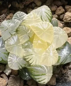 多肉植物ハオルチア　竜玉オブツーサ錦　鮮明錦　糊斑のサムネイル