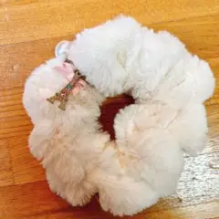 シュシュ　おしゃれキャット　マリーちゃん