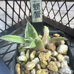2341【鉢のまま発送】 アガベ チタノタ 狼人 - メルカリ