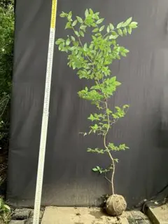 希少。美斑紋 山採りマルバノキ3.0M(鉢底から)品番B - メルカリ