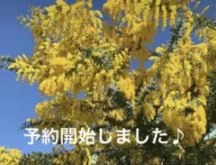 フレッシュミモザ