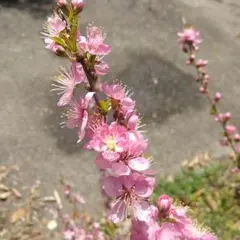 桃の花木苗❦１本苗　低木　桃色　つつ状咲き