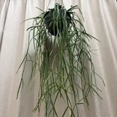 専用品⭐︎リプサリス クラバータ デリカツラ - メルカリ
