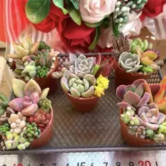 5個セット♡多肉植物寄せ植え♡そのまま飾れる♡