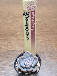 ❤️確認用❤️ミックスベリア❤️プリンセスティアラ❤️抜き苗♪札なし✨メルカリ便✨ ❤️確認用❤️ミックスベリア❤️プリンセスティアラ❤️抜き苗♪札なし✨