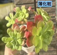 0.0.0様 リクエスト 2点 まとめ商品