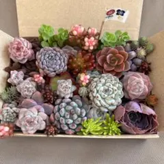 多肉植物　エケベリア　韓国苗　セダム　カット苗　詰め合わせセット