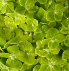 輸入アジサイ　大株 輸入アジサイ 大株 お得 楽天市場】アジサイ 大 株の通販