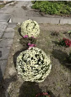 ザル菊★タロ様専用のサムネイル