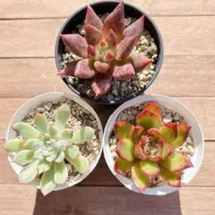 多肉植物　交配種　抜き苗セット　※訳あり