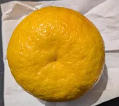 4Kｇ　甘夏　あまなつ　甘夏みかん　約9～13個　無農薬　大阪産　川野夏橙のサムネイル