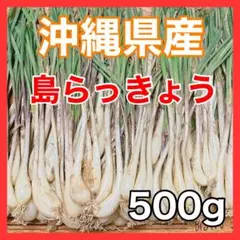 苗の専門店から発送‼️早生玉ねぎ苗‼️ソニック‼️50本‼️玉ねぎ苗