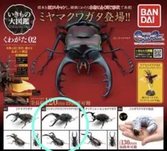 やや訳アリ生き物大図鑑マンディブラリスフタマタクワガタ - メルカリ