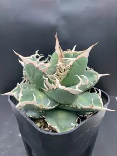 アガベ イシスメンシス インランドフォーム 猫の手イシス agave - メルカリ