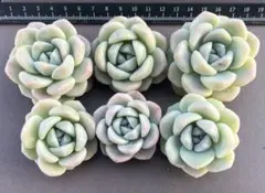 多肉植物　アイスグリーン　カット苗